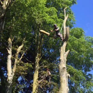 Tree Surgery