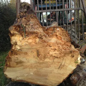 Logs and Woodchip